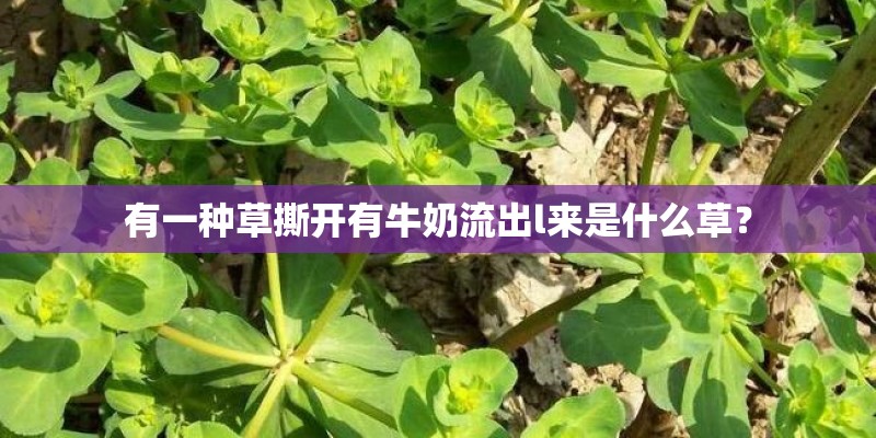 有一种草撕开有牛奶流出l来是什么草？