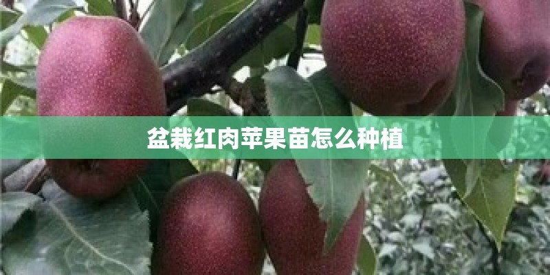 盆栽红肉苹果苗怎么种植