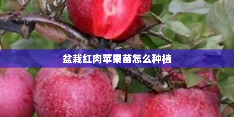 盆栽红肉苹果苗怎么种植