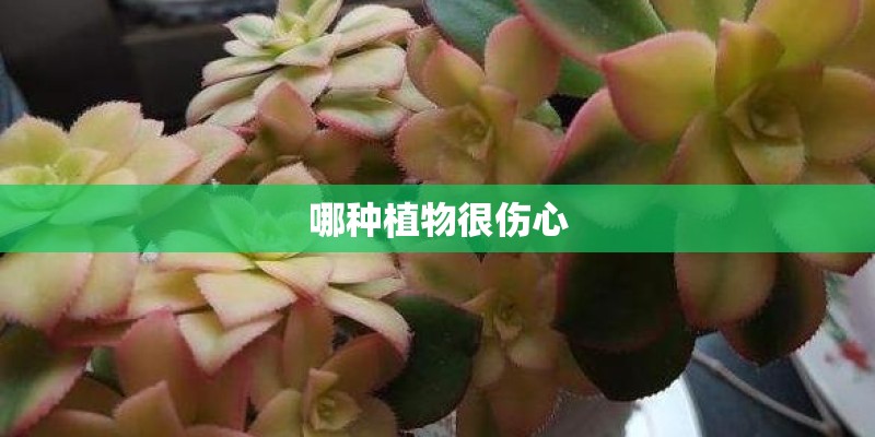 哪种植物很伤心