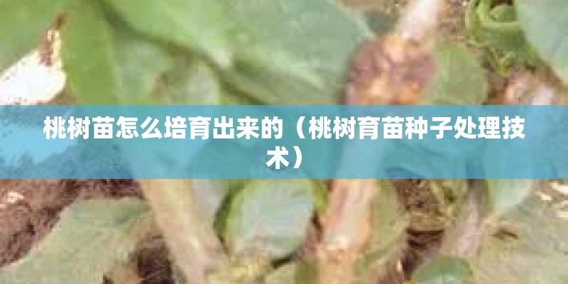 桃树苗怎么培育出来的（桃树育苗种子处理技术）