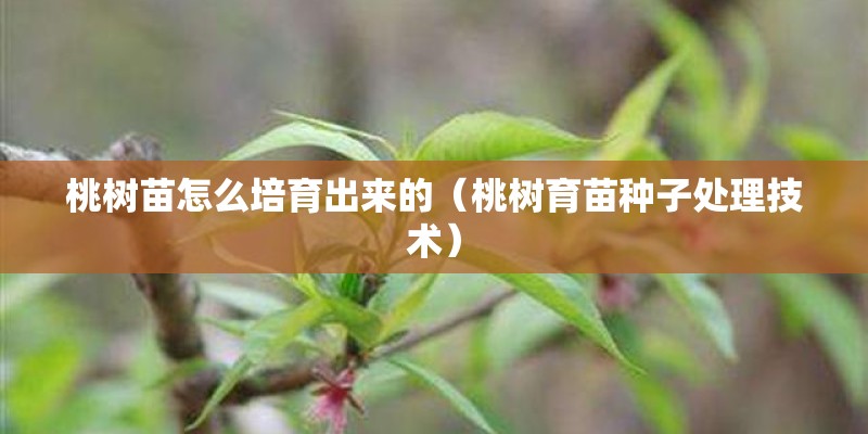 桃树苗怎么培育出来的（桃树育苗种子处理技术）