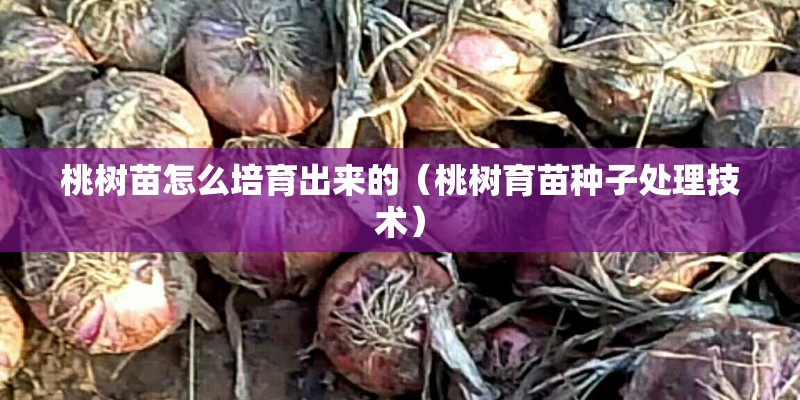 桃树苗怎么培育出来的（桃树育苗种子处理技术）