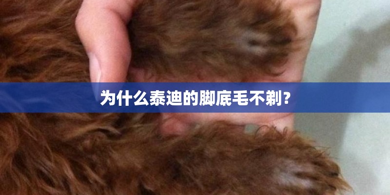 为什么泰迪的脚底毛不剃？