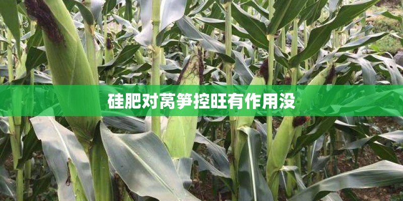 硅肥对莴笋控旺有作用没