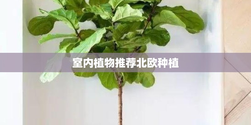 室内植物推荐北欧种植