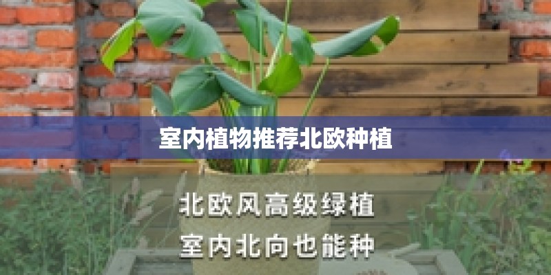室内植物推荐北欧种植