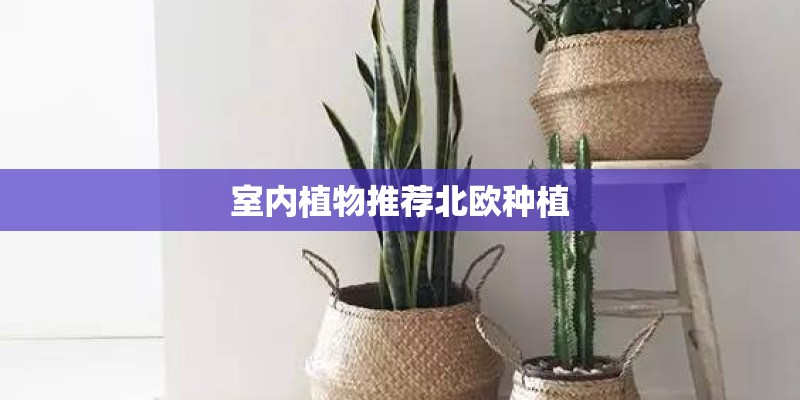 室内植物推荐北欧种植