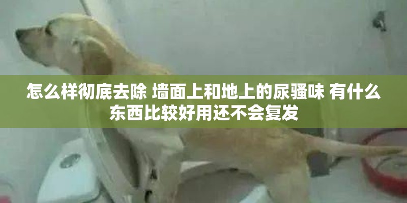 怎么样彻底去除 墙面上和地上的尿骚味 有什么东西比较好用还不会复发