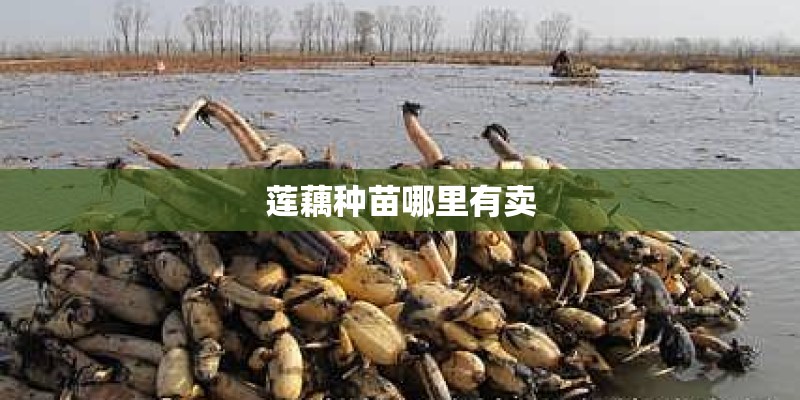 莲藕种苗哪里有卖