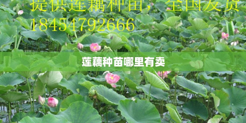 莲藕种苗哪里有卖