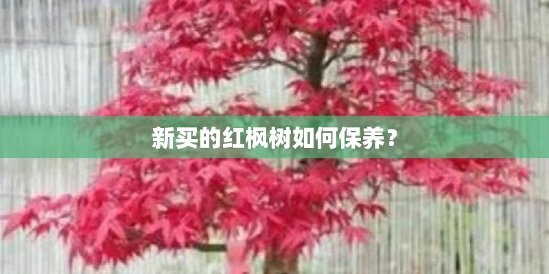 新买的红枫树如何保养？