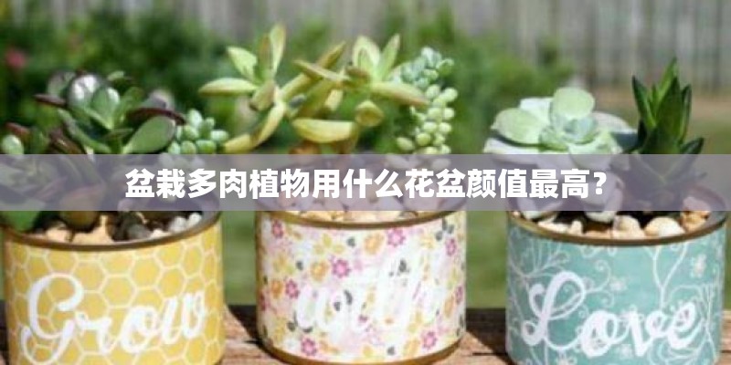 盆栽多肉植物用什么花盆颜值最高？