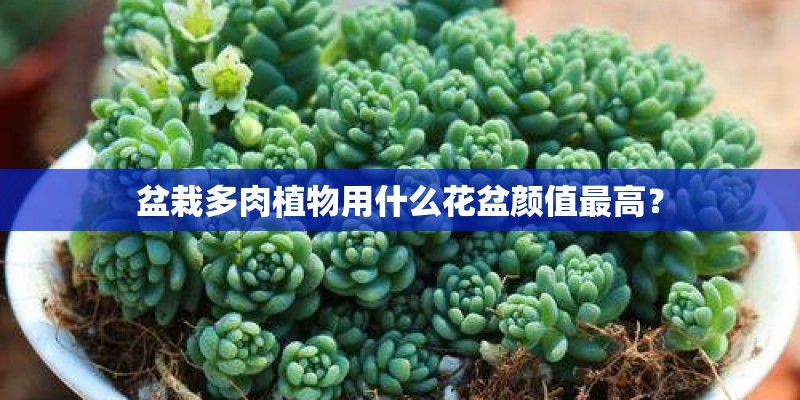 盆栽多肉植物用什么花盆颜值最高？