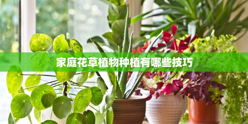 家庭花草植物种植有哪些技巧