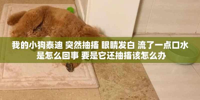 我的小狗泰迪 突然抽搐 眼睛发白 流了一点口水 是怎么回事 要是它还抽搐该怎么办