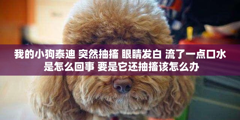 我的小狗泰迪 突然抽搐 眼睛发白 流了一点口水 是怎么回事 要是它还抽搐该怎么办