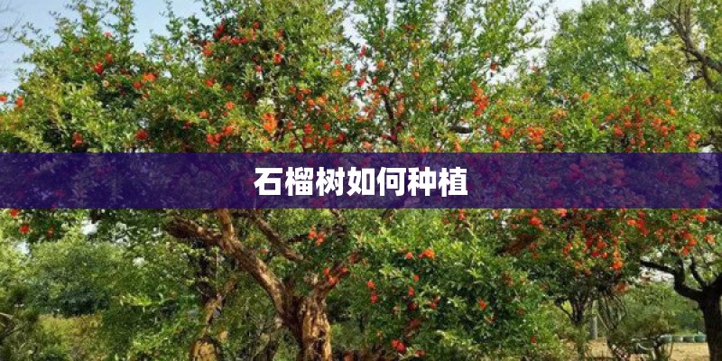 石榴树如何种植