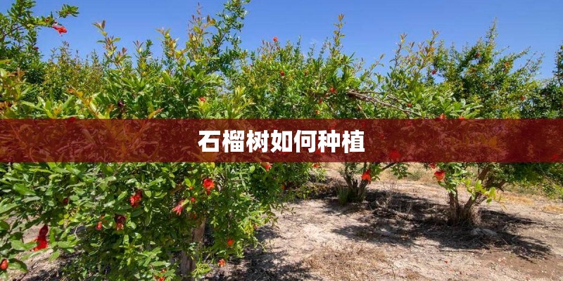 石榴树如何种植