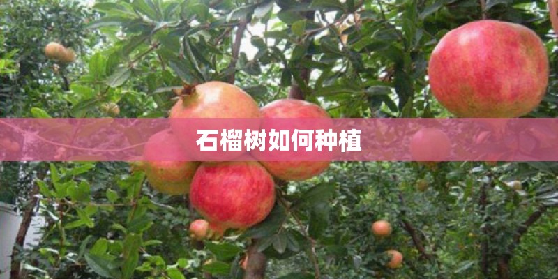 石榴树如何种植