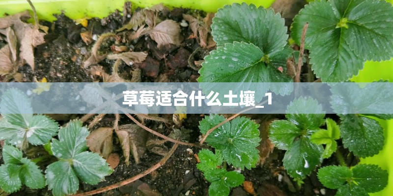 草莓适合什么土壤_1