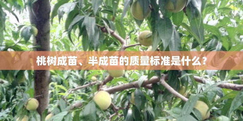 桃树成苗、半成苗的质量标准是什么？