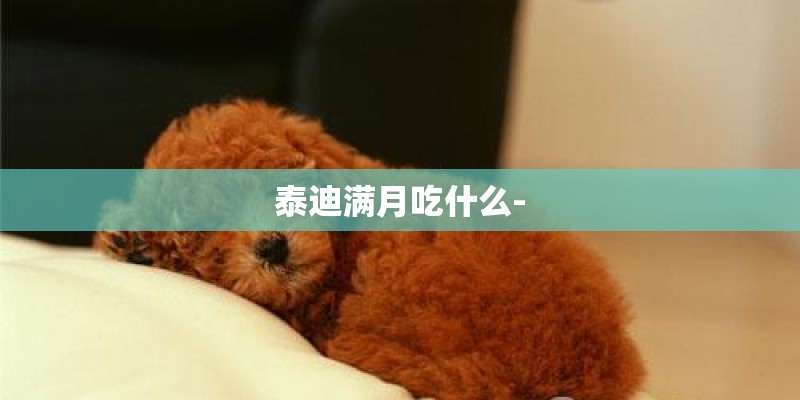 泰迪满月吃什么-