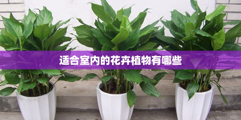 适合室内的花卉植物有哪些