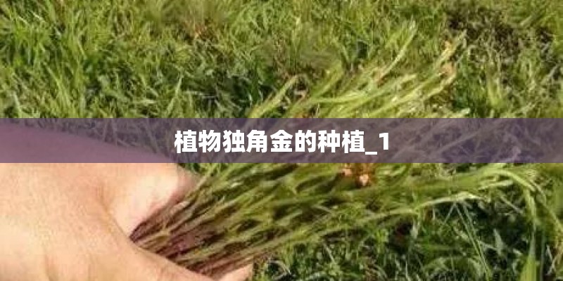 植物独角金的种植_1