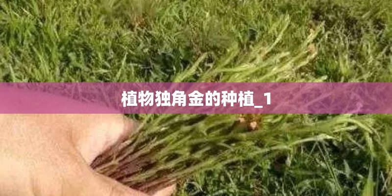 植物独角金的种植_1