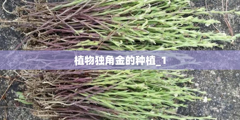 植物独角金的种植_1