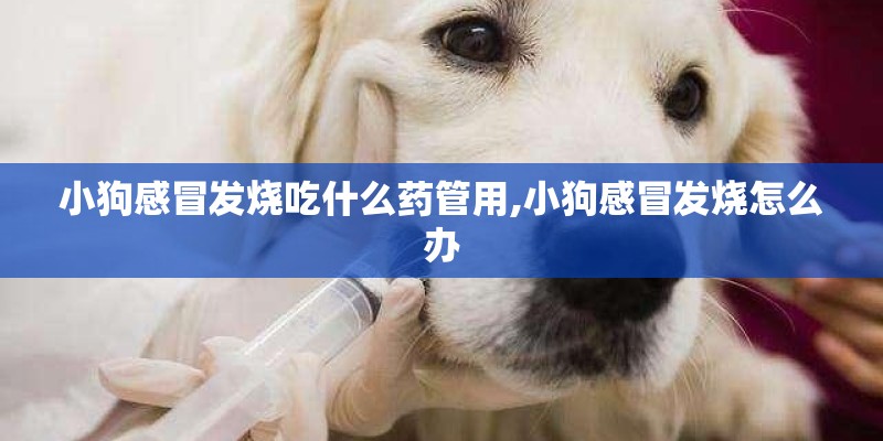 小狗感冒发烧吃什么药管用,小狗感冒发烧怎么办