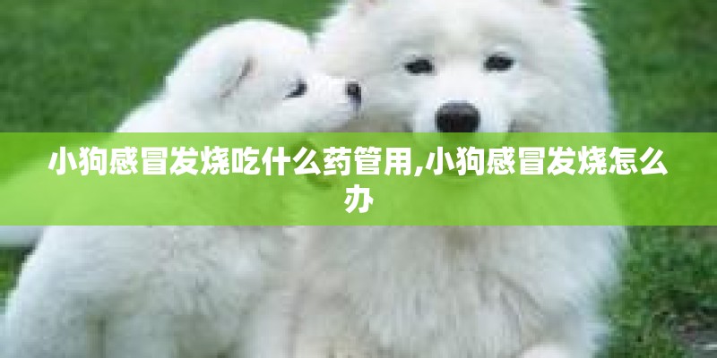 小狗感冒发烧吃什么药管用,小狗感冒发烧怎么办