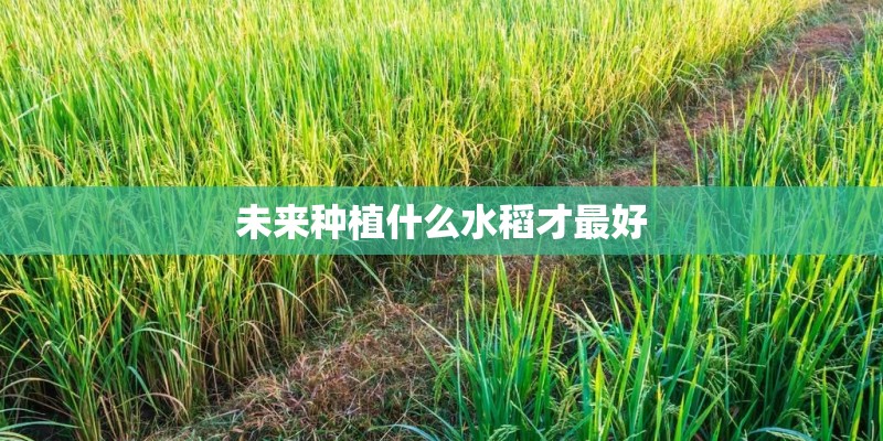 未来种植什么水稻才最好