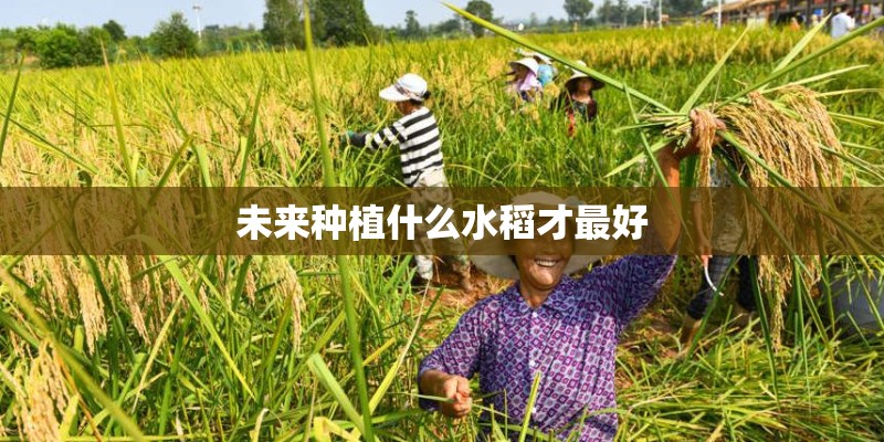 未来种植什么水稻才最好
