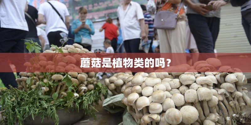 蘑菇是植物类的吗？