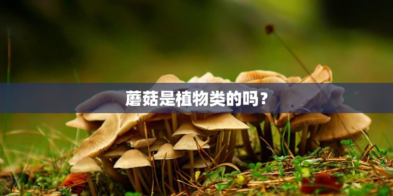 蘑菇是植物类的吗？