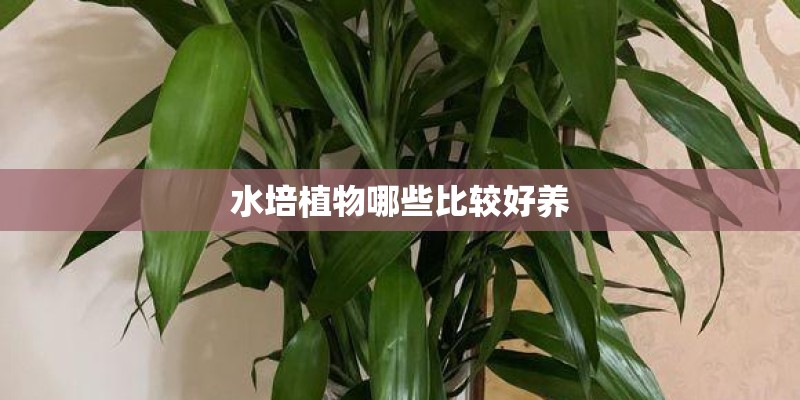 水培植物哪些比较好养