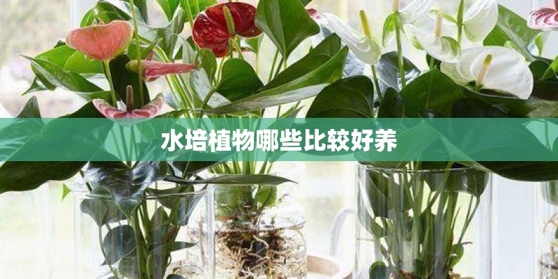 水培植物哪些比较好养