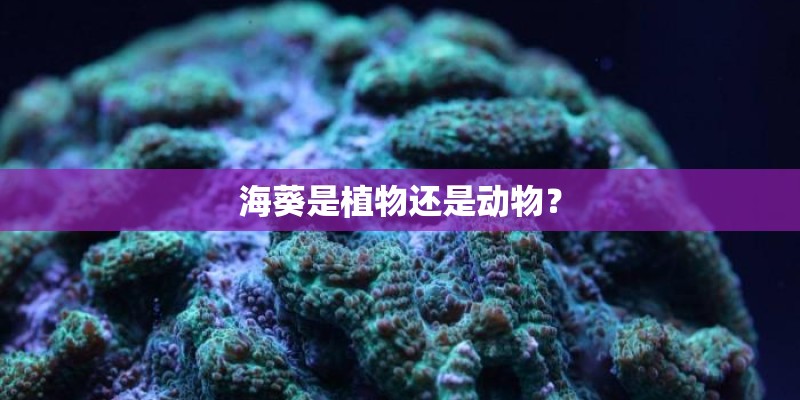 海葵是植物还是动物？