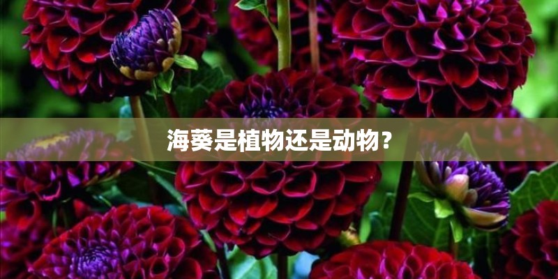 海葵是植物还是动物？