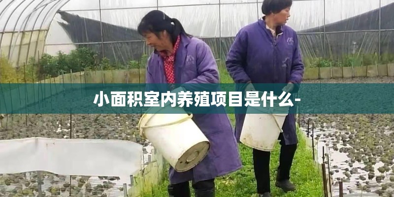 小面积室内养殖项目是什么-