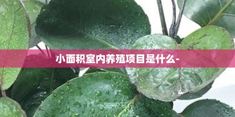 小面积室内养殖项目是什么-