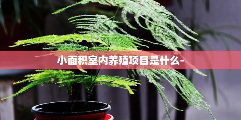 小面积室内养殖项目是什么-