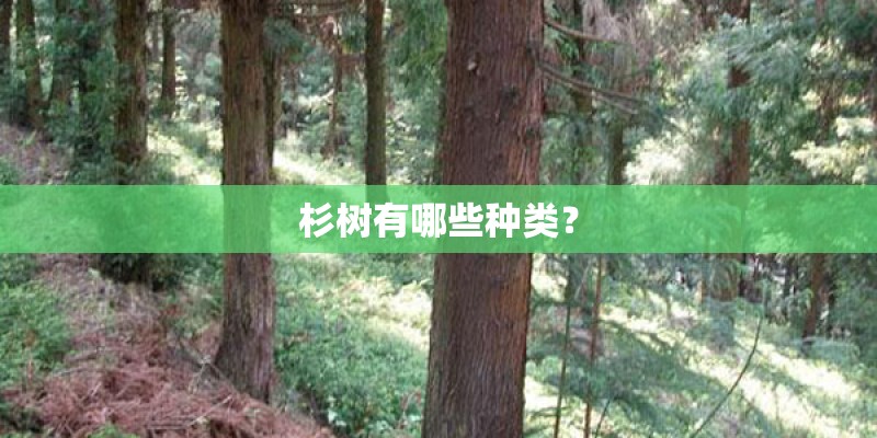 杉树有哪些种类？
