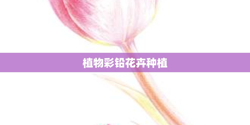 植物彩铅花卉种植
