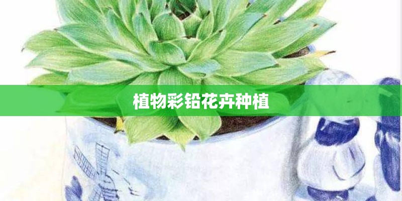 植物彩铅花卉种植