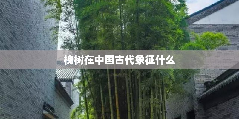 槐树在中国古代象征什么