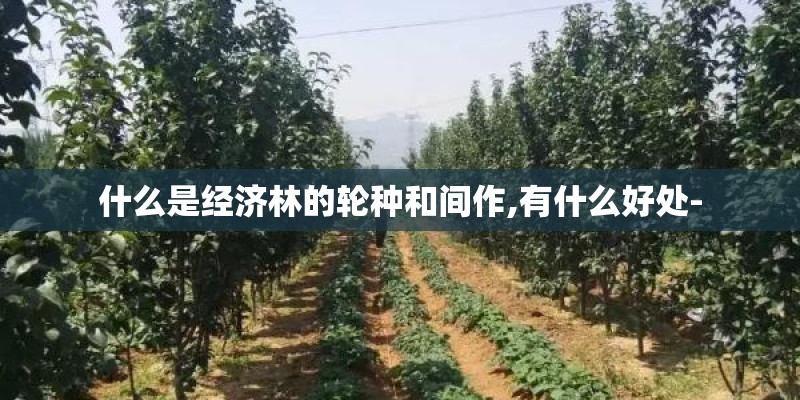 什么是经济林的轮种和间作,有什么好处-