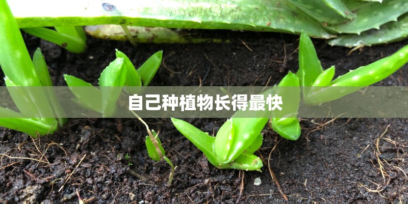 自己种植物长得最快